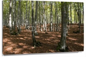 Lienzo Bosque suelo marron Arboles verdes